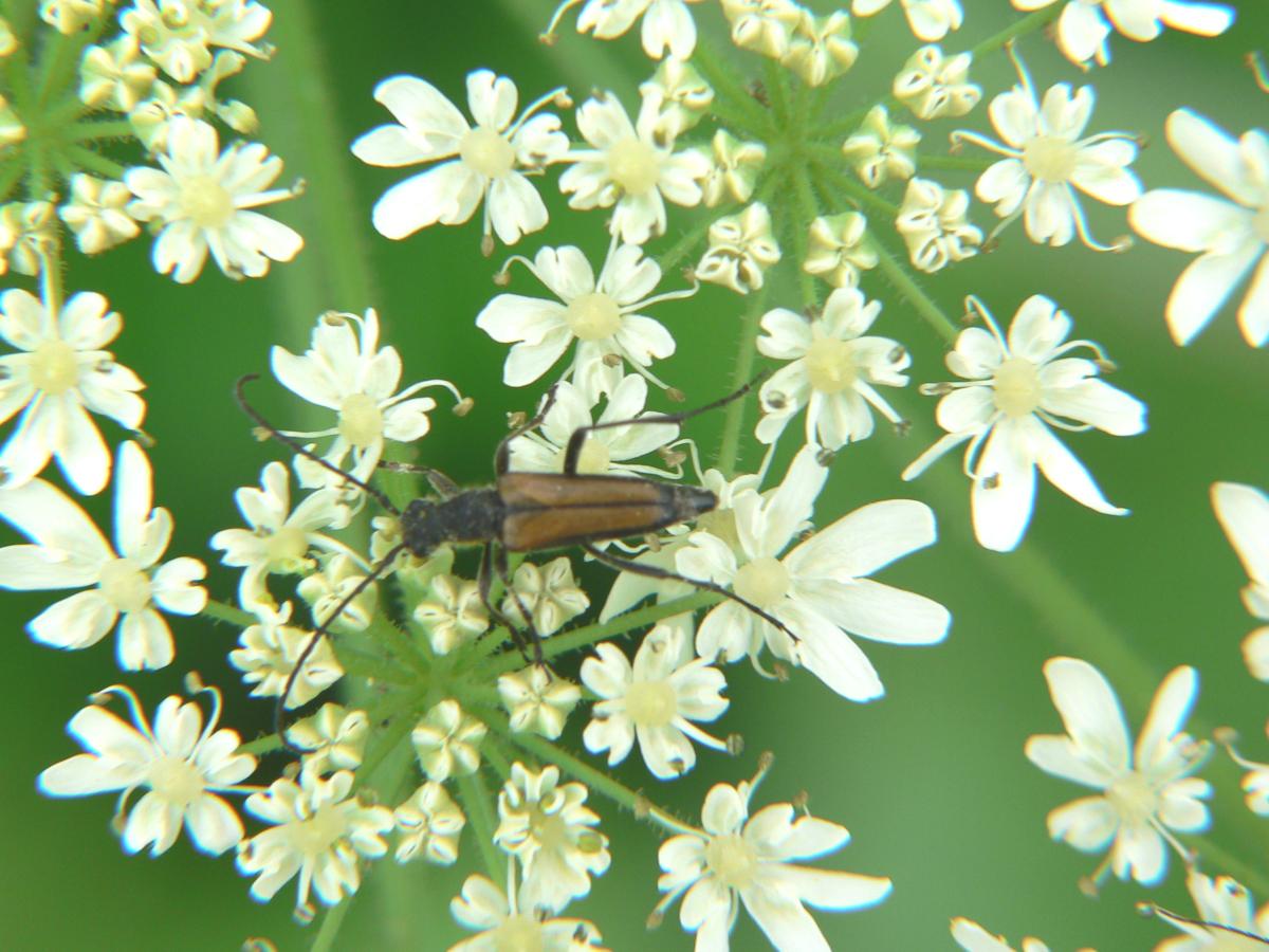 Cerambycidae ? - Anastrangalia dubia ssp. dubia